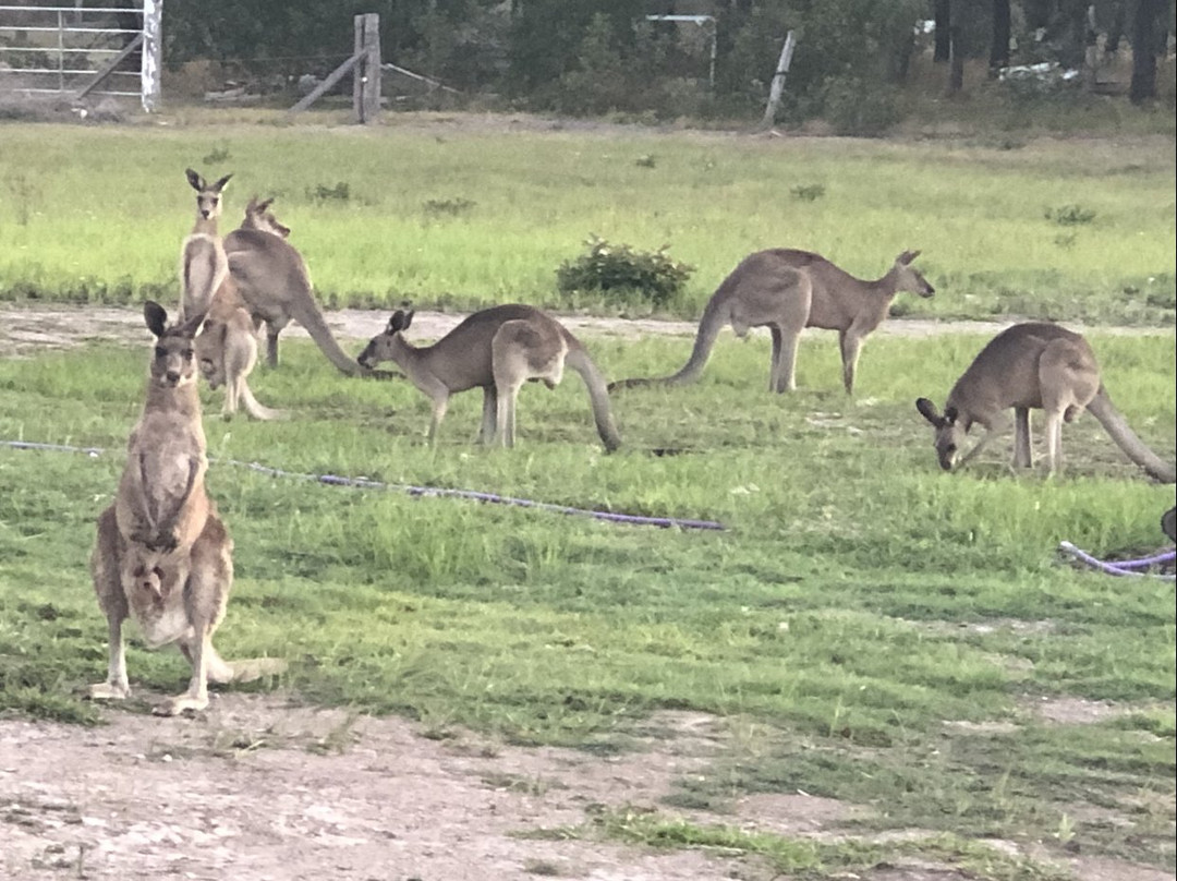 Fraser Coast RV Park-River Heads必去景点