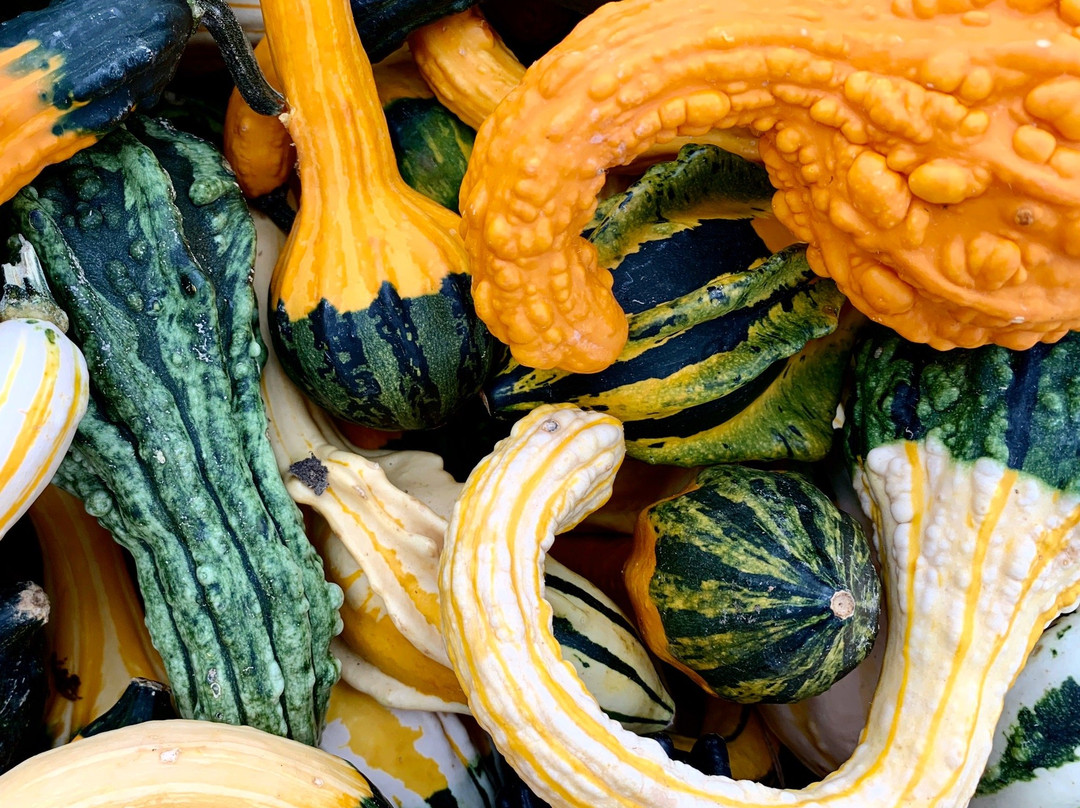 Ward's Berry Farm-Sharon必去景点