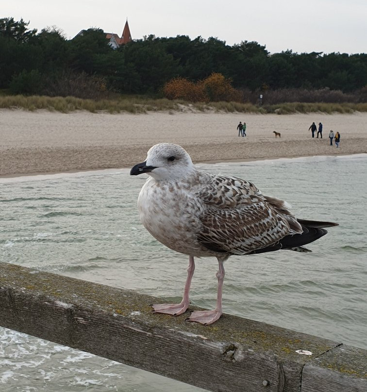 Seebrueke Koserow an der Ostsee-Koserow必去景点
