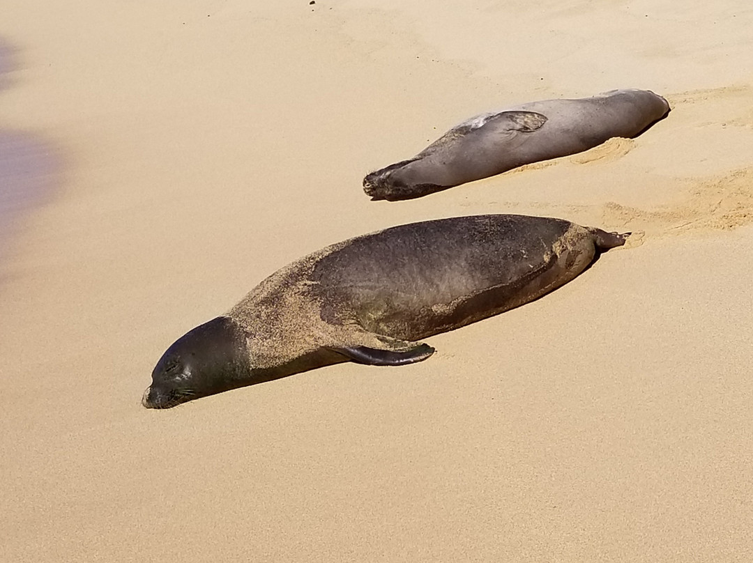 Kauai Snorkel Rentals-卡帕阿必去景点