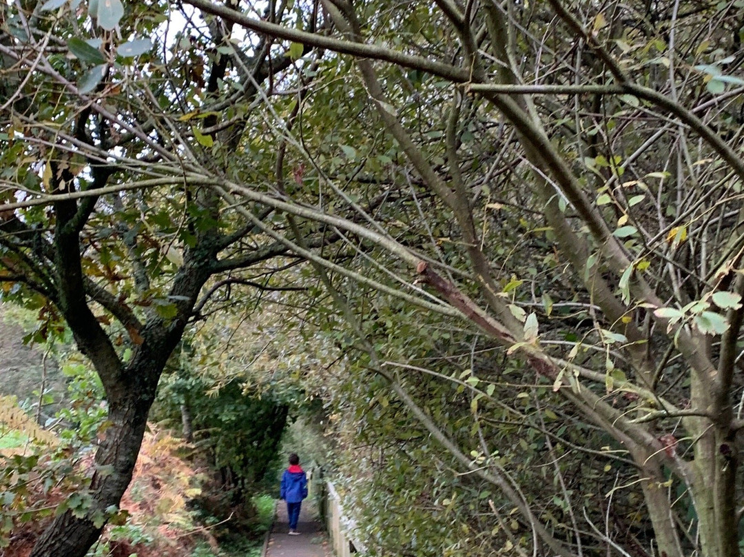 Alverstone Mead Nature Reserve-桑当必去景点