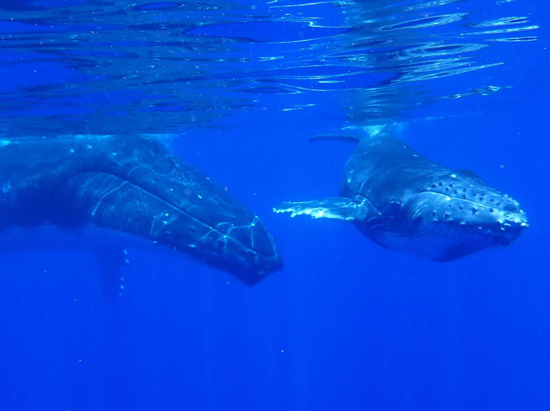 Tahiti Iti Diving景点图片