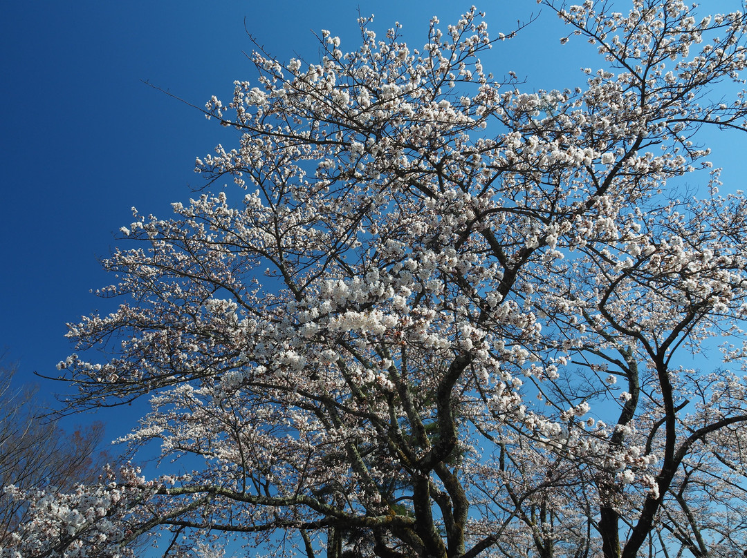 Minoyama Park-皆野町必去景点