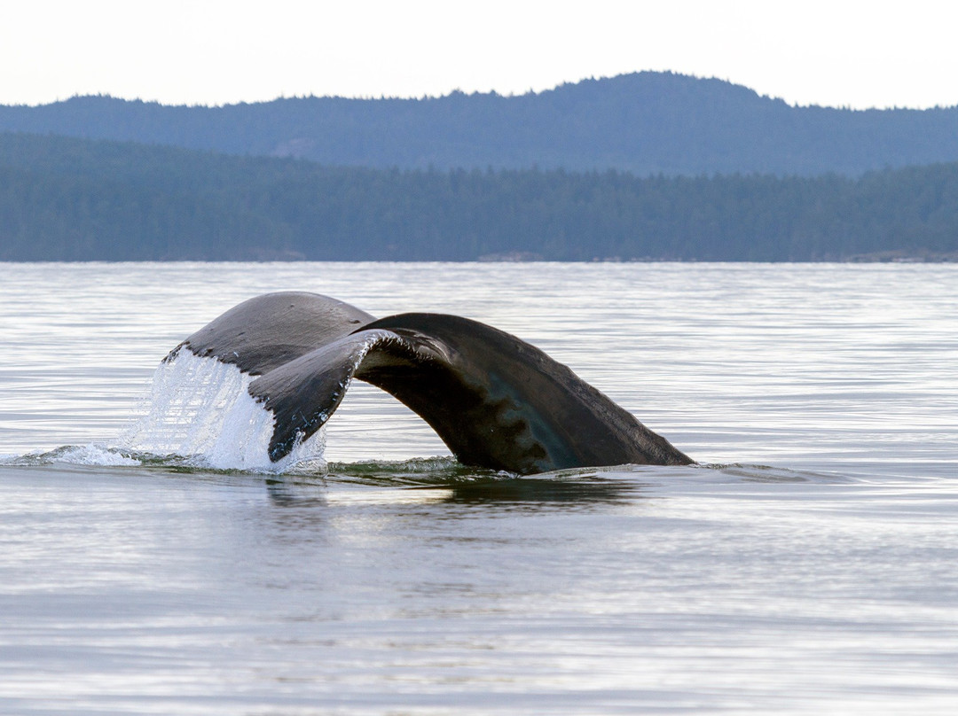 Ocean EcoVentures Whale Watching景点图片