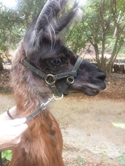 Jamaica Zoo-Lacovia必去景点