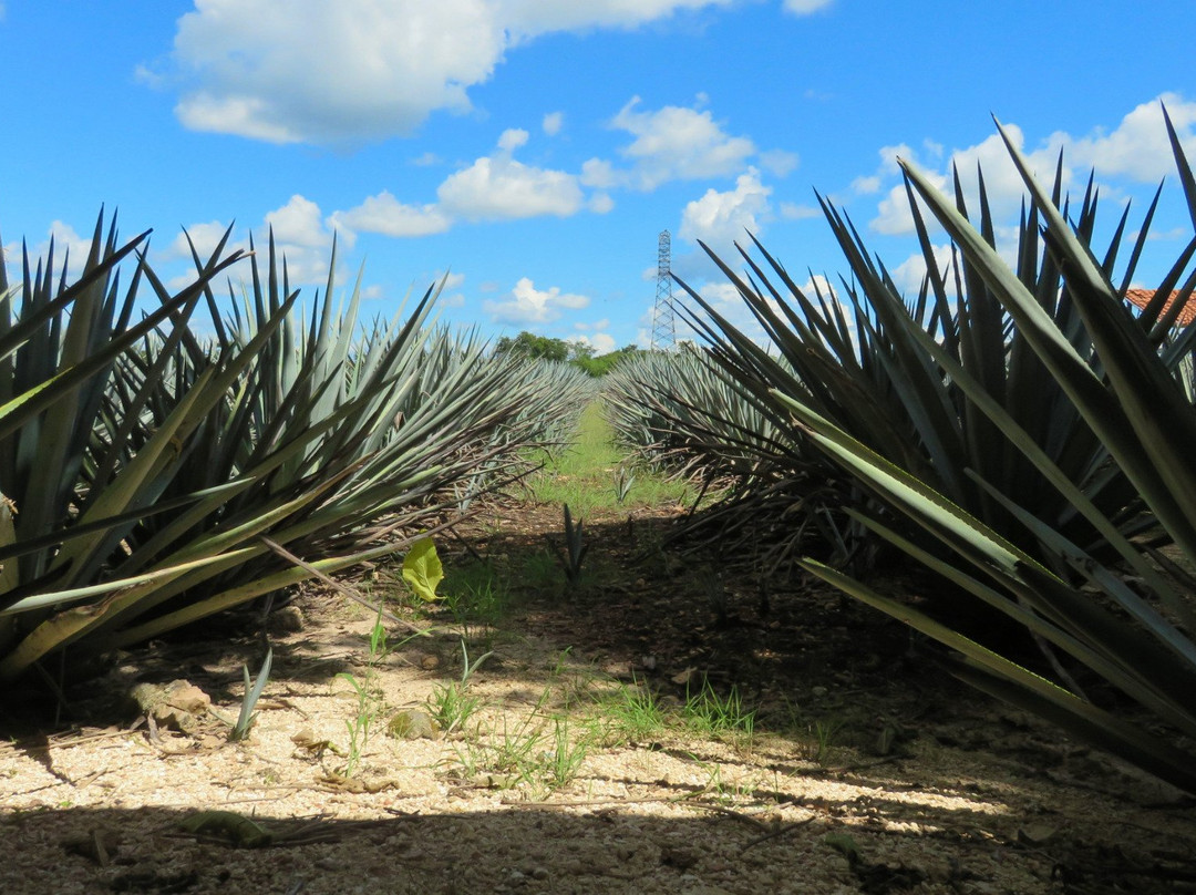 Mayapan Traditional Agave Distillery景点图片