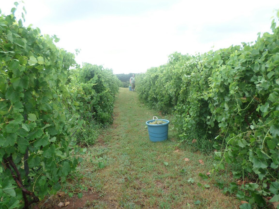 The Range Vineyard and Winery景点图片