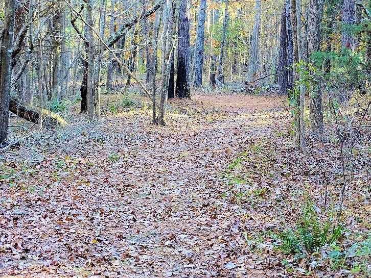 Medoc Mountain State Park景点图片