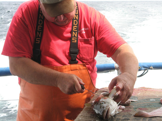 Yankee Fleet - Day Trips-格洛斯特必去景点