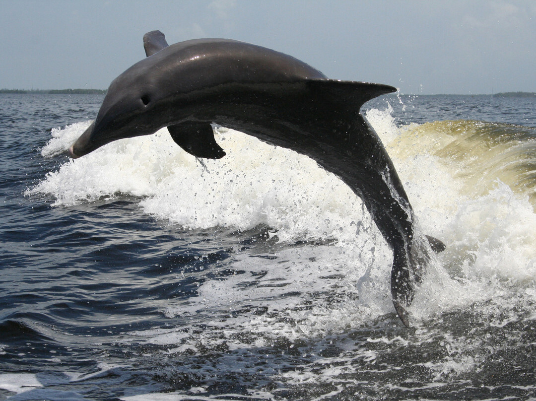 Sanibel Thriller景点图片