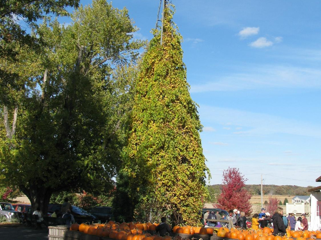 Harvard旅游景点-Edwards Apple Orchard