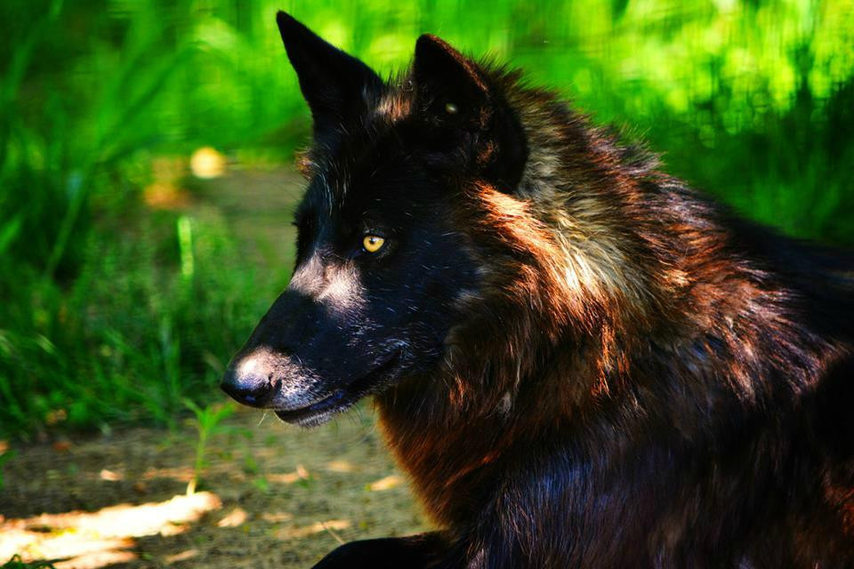 Red Wolf Sanctuary景点图片
