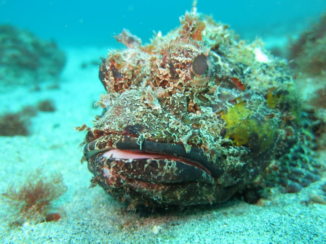 Haliotis Dive Center-明德卢必去景点