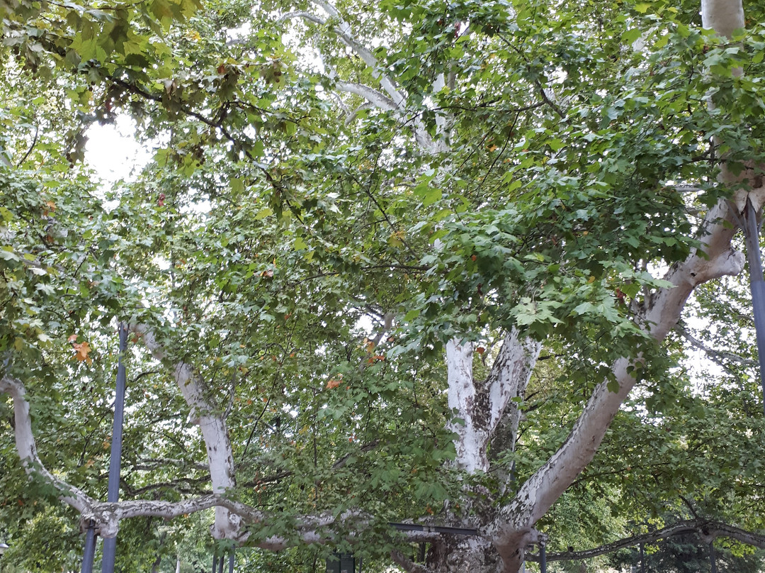 London plane tree-贝尔格莱德必去景点