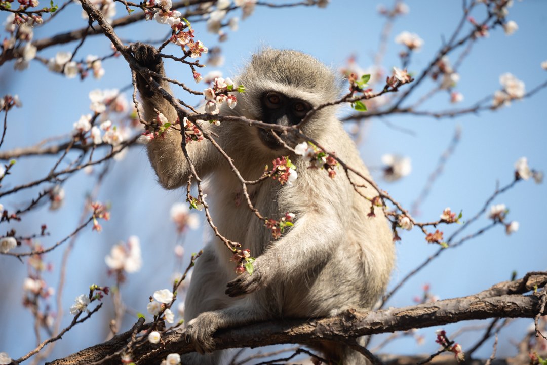Twin Rivers Bed and Breakfast (Pretoria)-官方