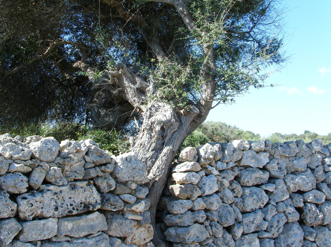 Taula de Trepuco-Sant Lluis必去景点