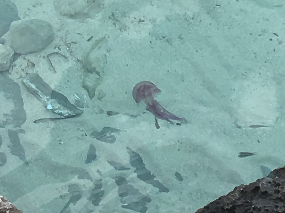 Playa De Cala Clara-Cala Sant Vicenc必去景点