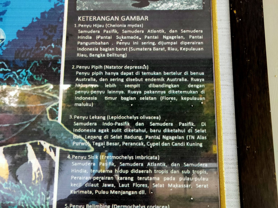 Sukamade Beach-巴纽旺宣必去景点