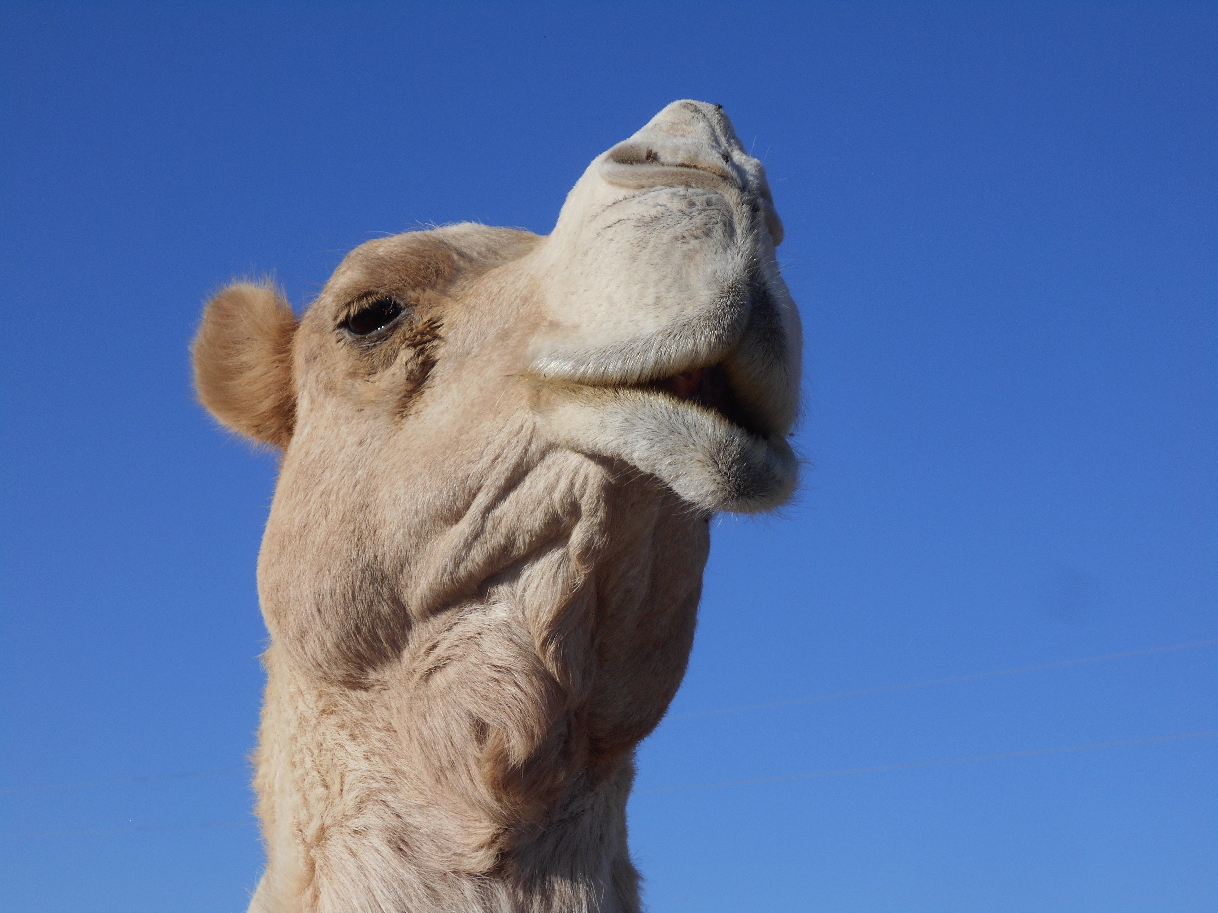 Hananja Lodge and Restaurant-官方