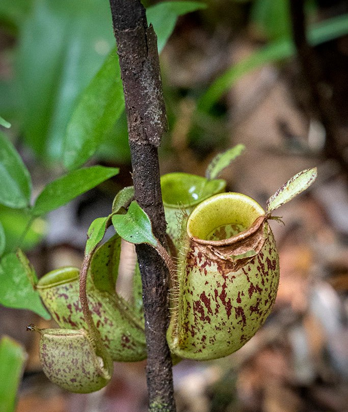 Pondok Tanggui Orangutan Rehabilitation Center-Kumai必去景点