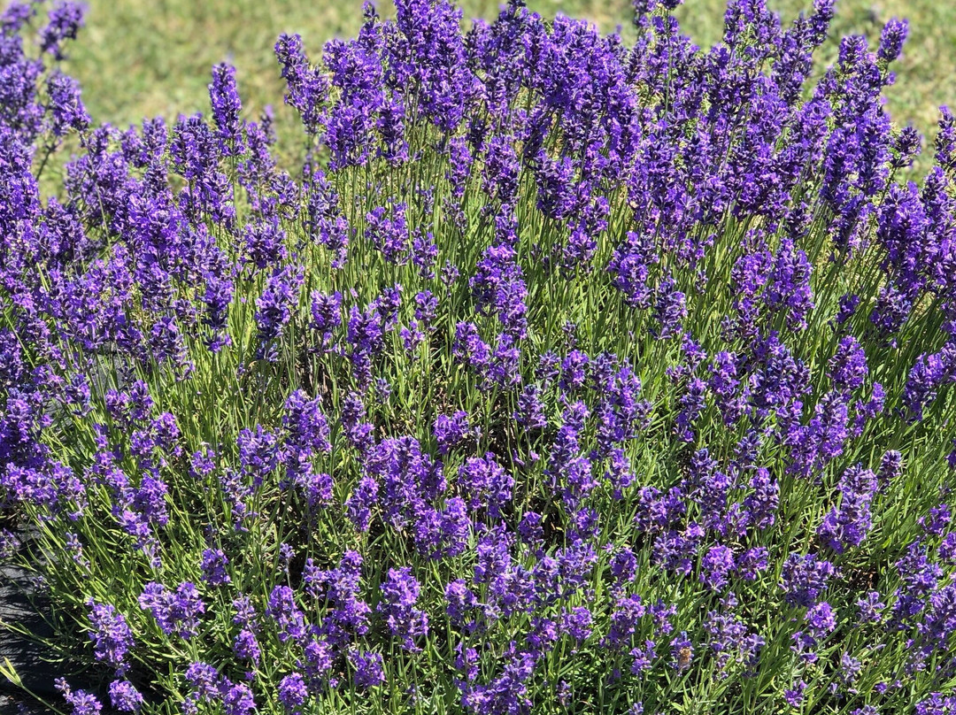 Island Lavender Farm Market-Ephraim必去景点