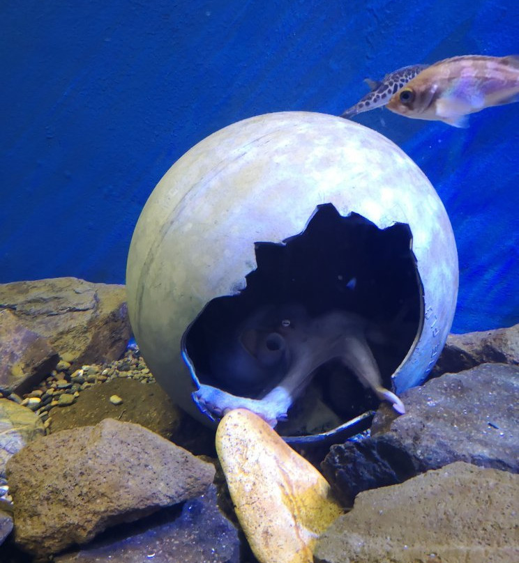 Aomori Asamushi Aquarium-青森市必去景点