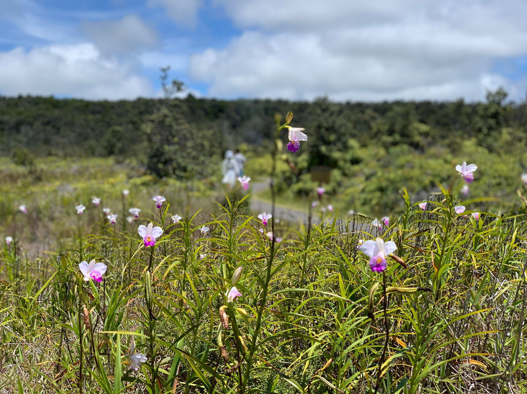 Kilauea EcoGuides-火山必去景点