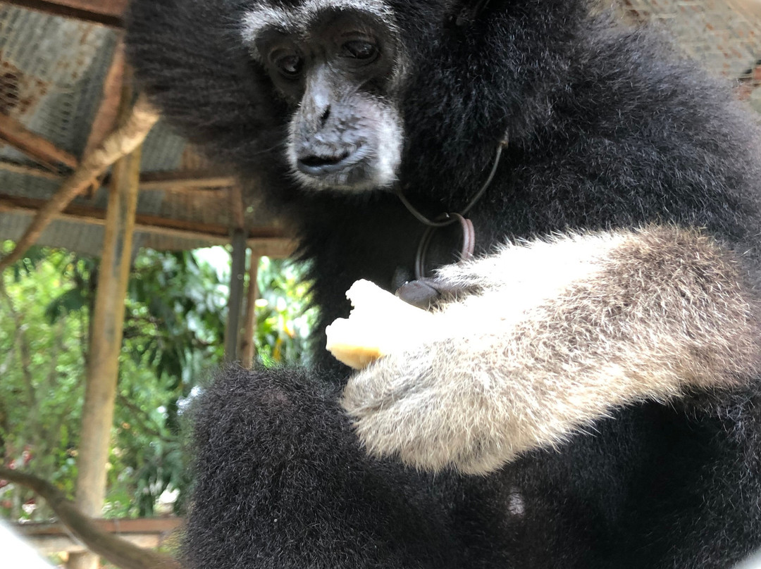 Samui Monkey Centre景点图片