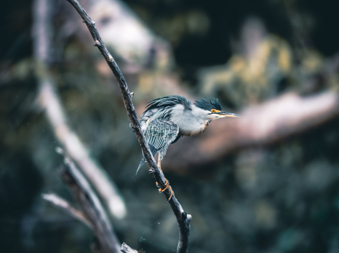 Cristalino Lodge主图