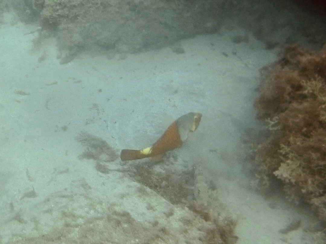 Diving Centers Werner Lau景点图片