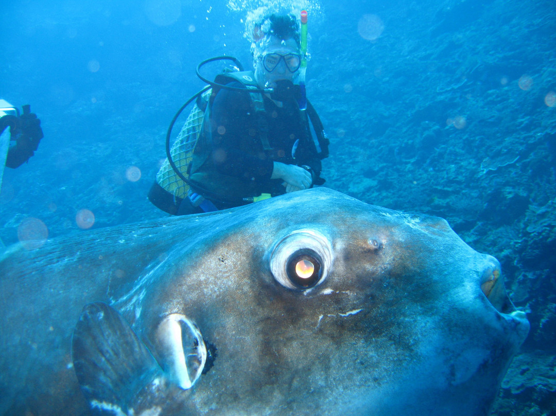 Manta Point-登巴萨必去景点