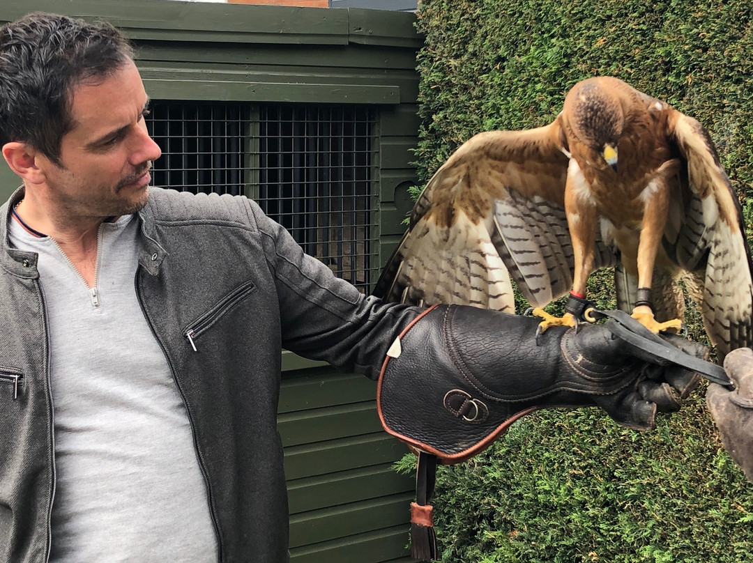 Falconry with Nigel Hawkins景点图片