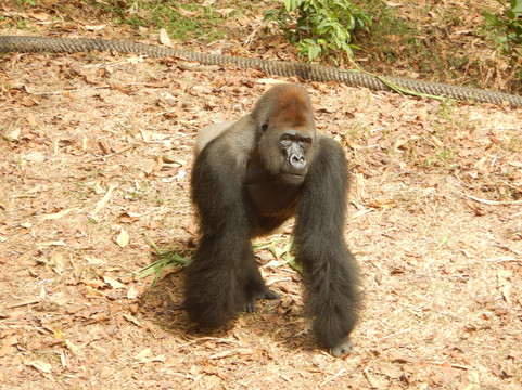 AYS TRAVEL GUIDES-Buea必去景点