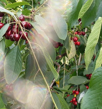 Leapers Rock Orchard-Over Kellet必去景点