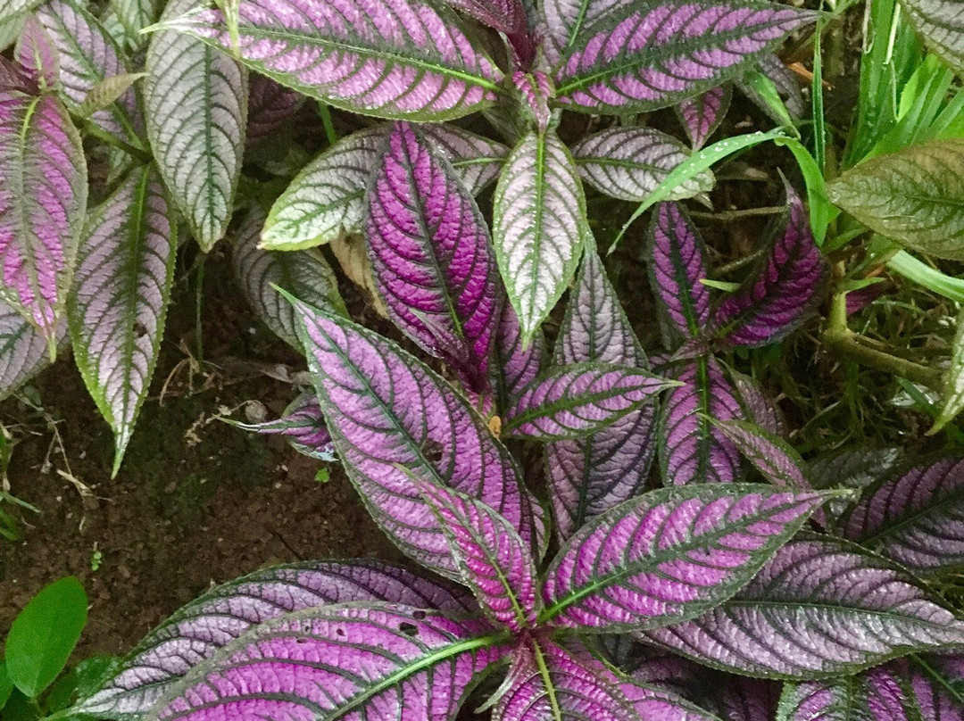 LagunaVista Villas主图