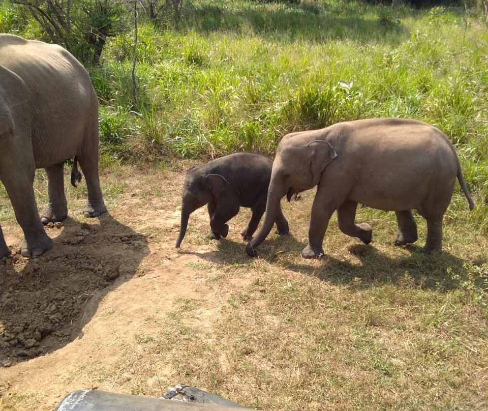 Trail Sri Lanka-卡图纳耶克必去景点