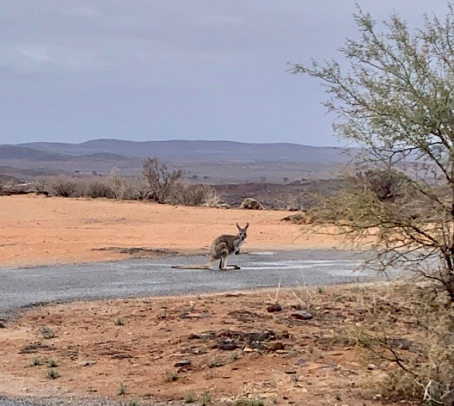 Living Desert State Park景点图片