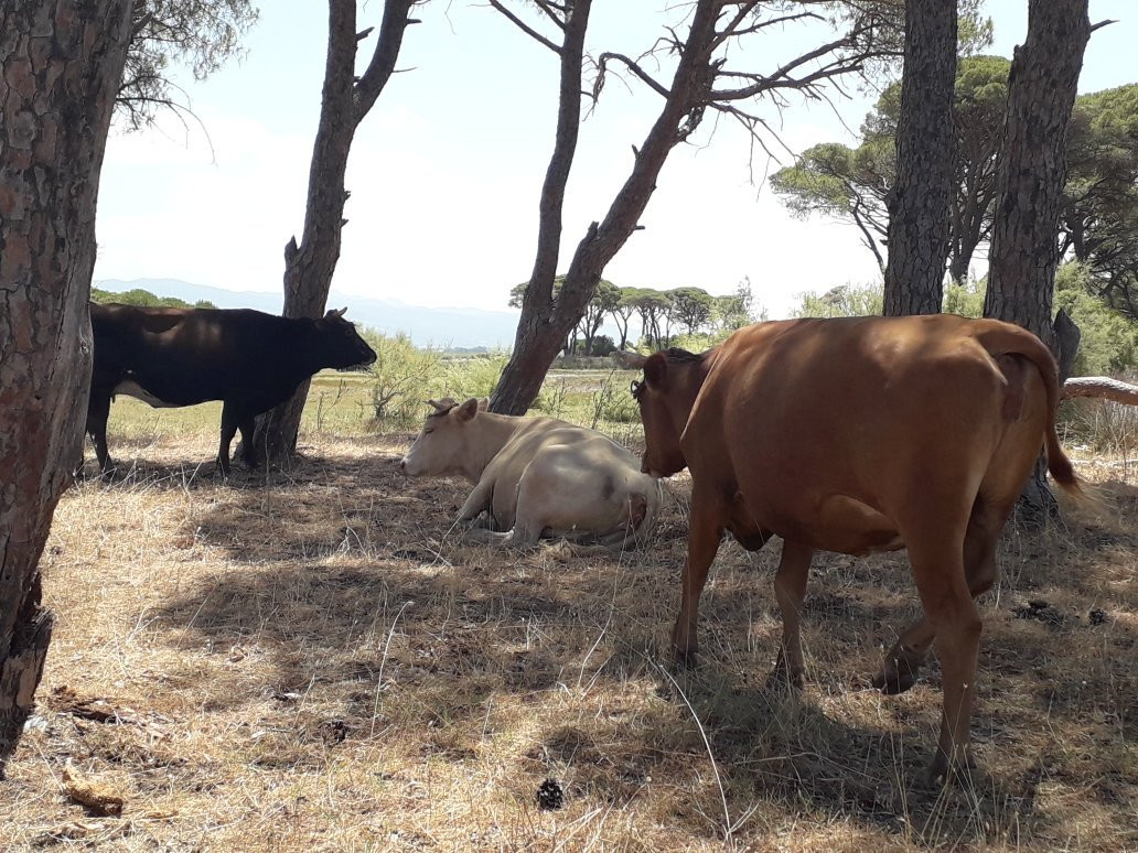 National Park of Kotychi and Strofylia Wetlands-Kalogria必去景点