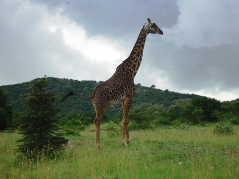 Safari Typique-蒙巴萨必去景点