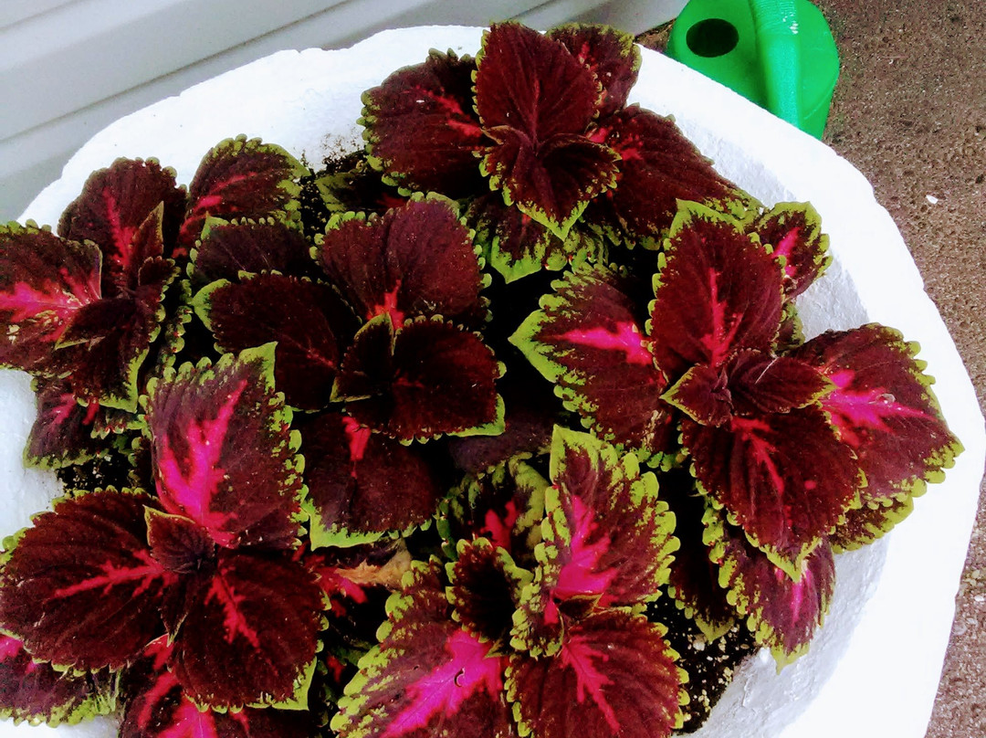 Ambassador Motel主图