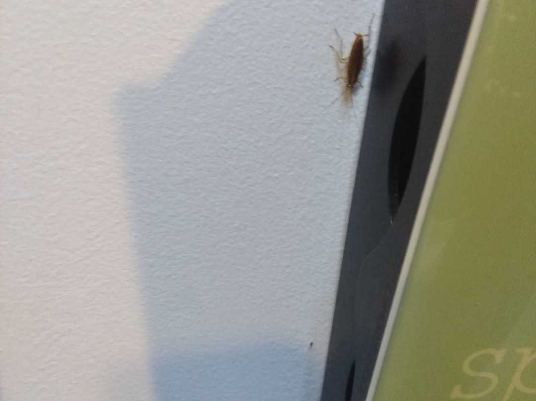 Fairmont Motor Lodge主图