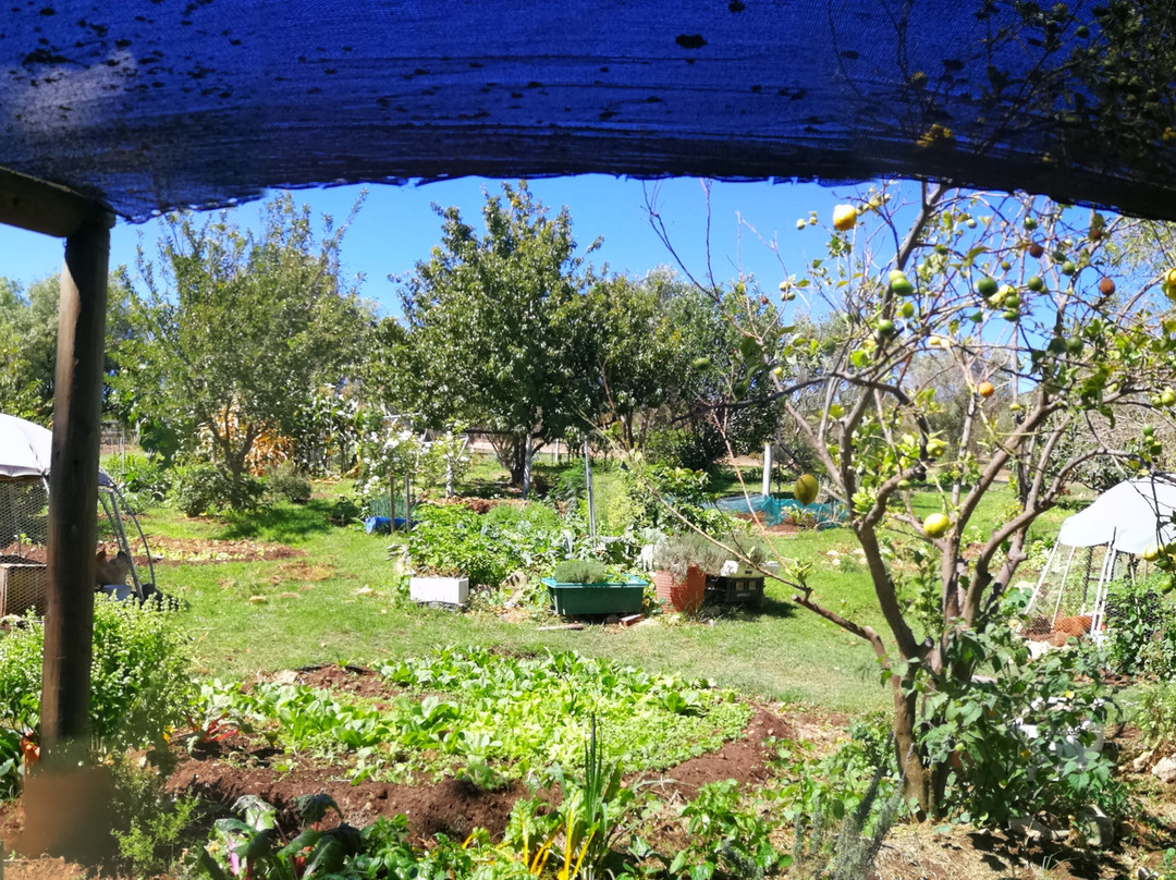 Wild Olive Guest Farm主图