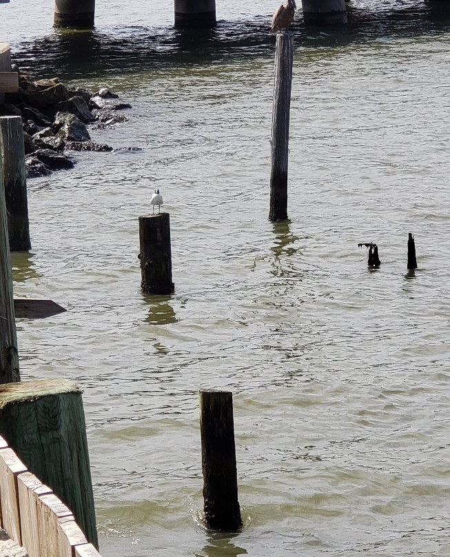 Cedar Point Pier-Coden必去景点