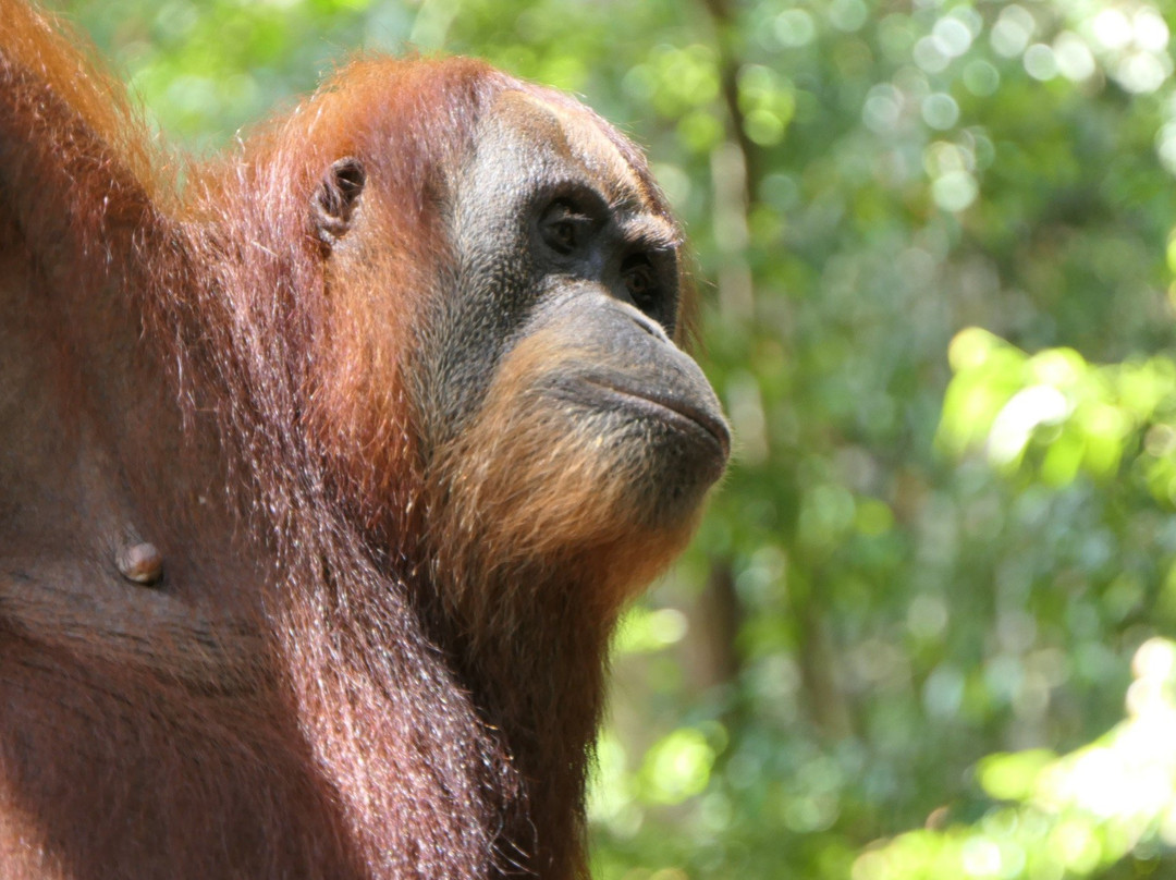 Bukit Lawang Trekking-武吉拉旺必去景点