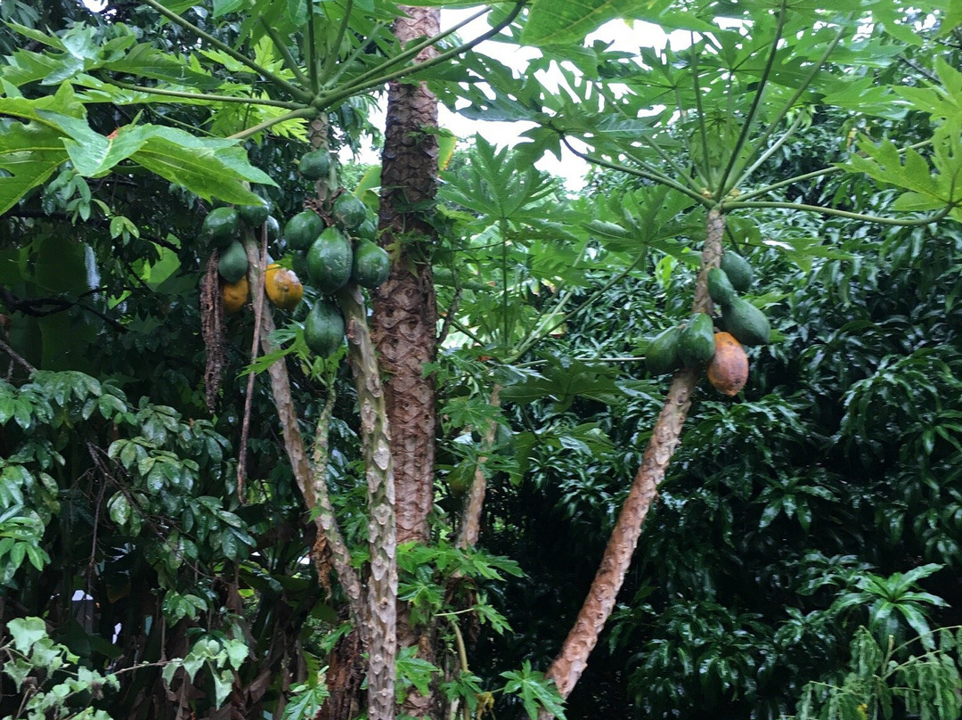 麦克布莱德花园景点图片