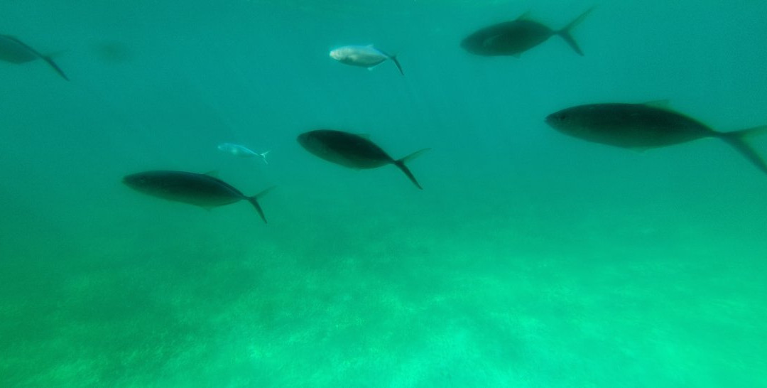 Seaworld Explorer-拿骚必去景点