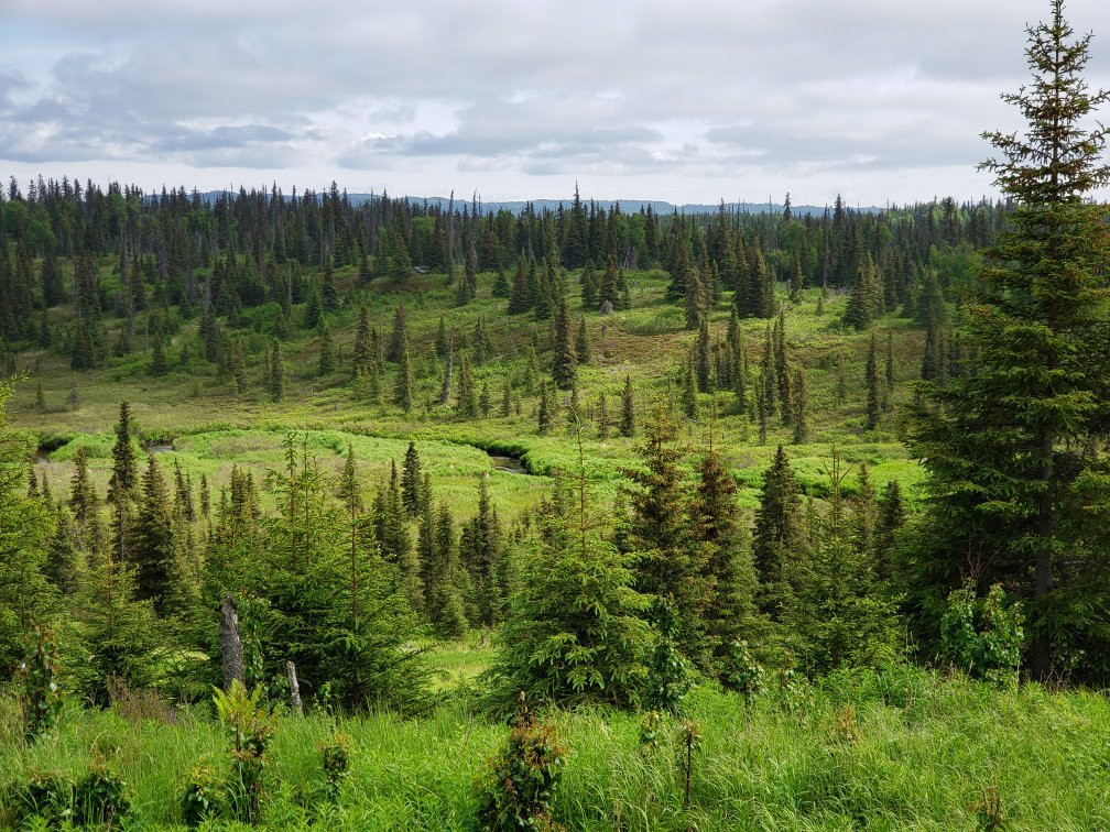 Alaska Draft Horse景点图片