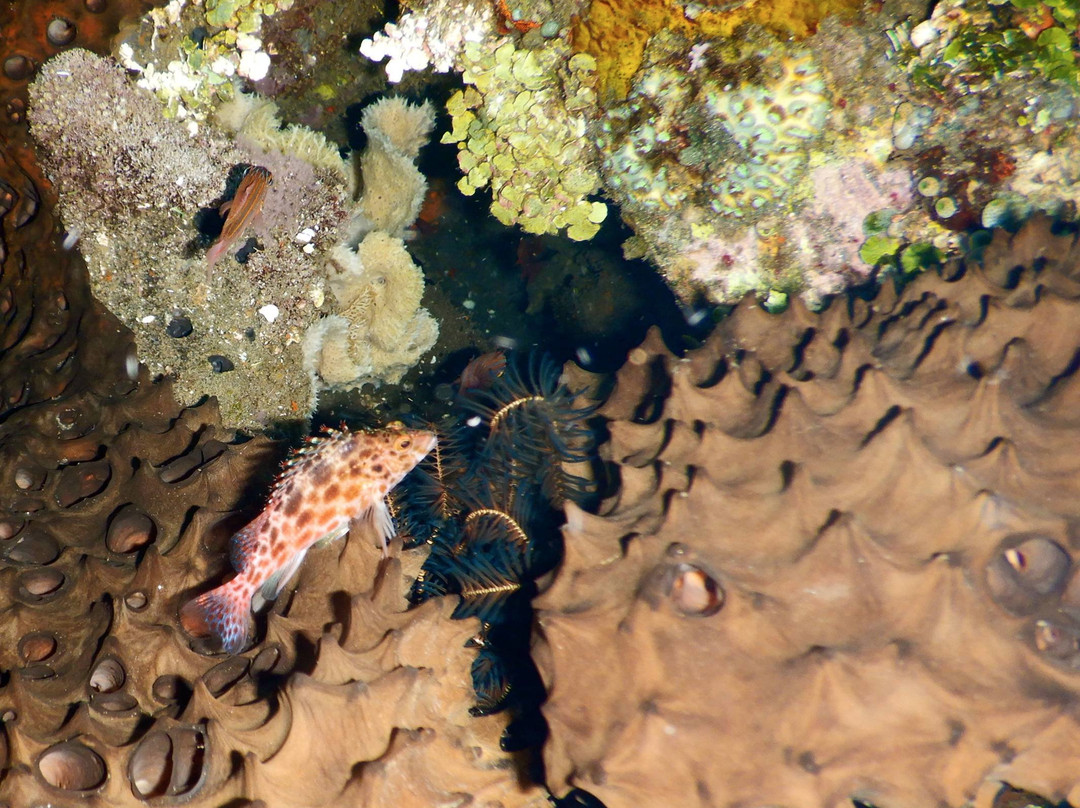 Limangu Diving Centre景点图片