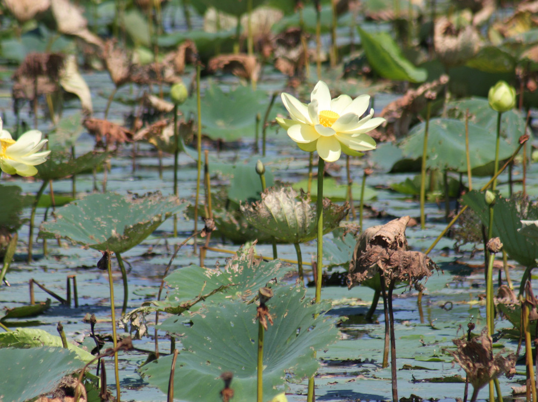 Everglades Day Safari-戴维必去景点