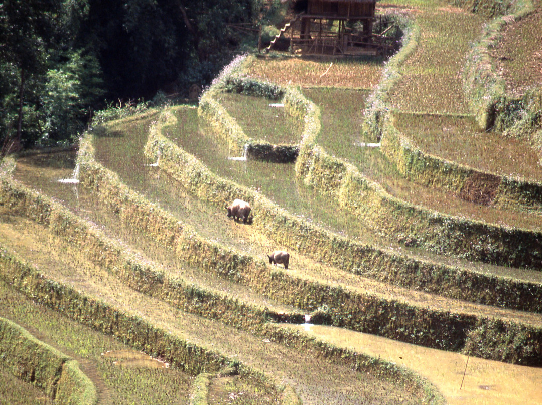 Mu Cang Chai-Yen Bai必去景点